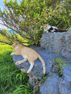 🐈サザンゲート広場の猫たち