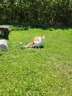 🐈サザンゲート広場の猫たち