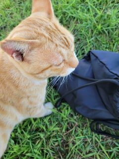 🐈サザンゲート広場の猫たち