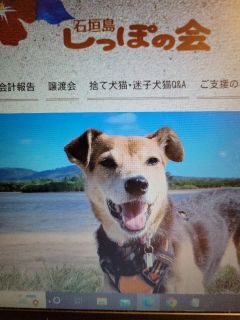 🐶　石垣島しっぽの会