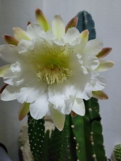 🌼　柱サボテンが開花