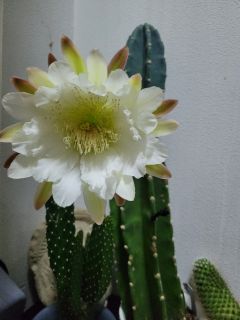 🌼　柱サボテンが開花